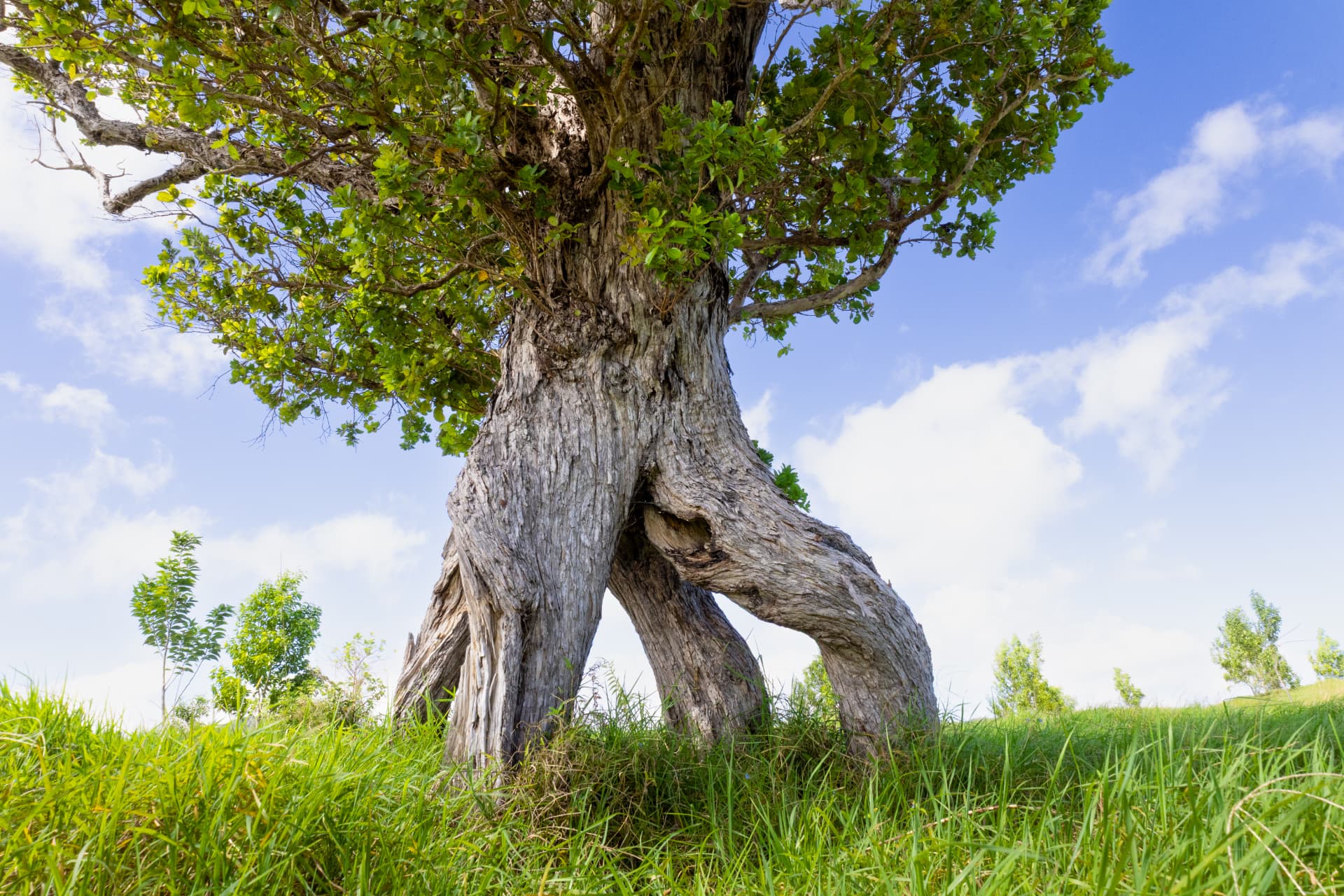 An old native tree with a broad canopy standing in a Hawaiʻi Island pasture