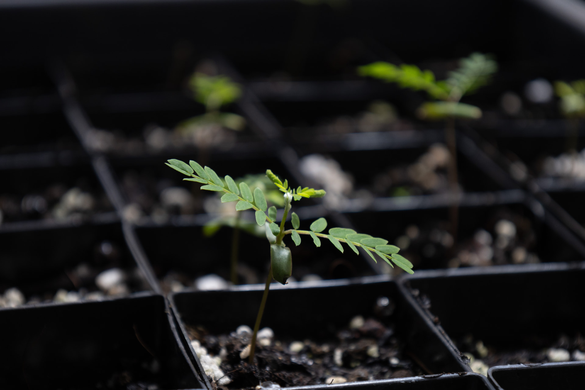 A young koa seedling sprouting in a nursery tray