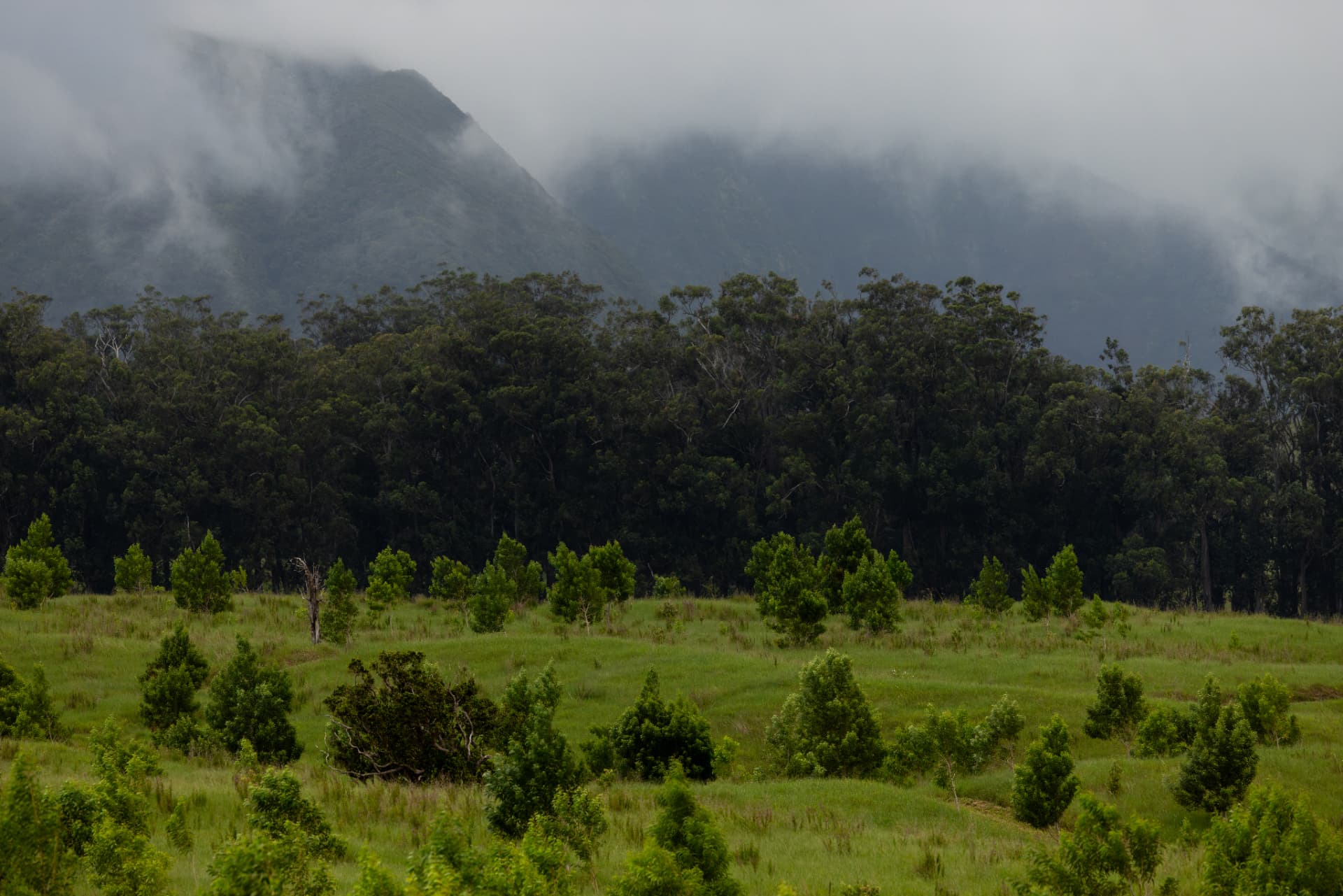 Young native trees regrowing on a misty Kohala pasture below forested ridges